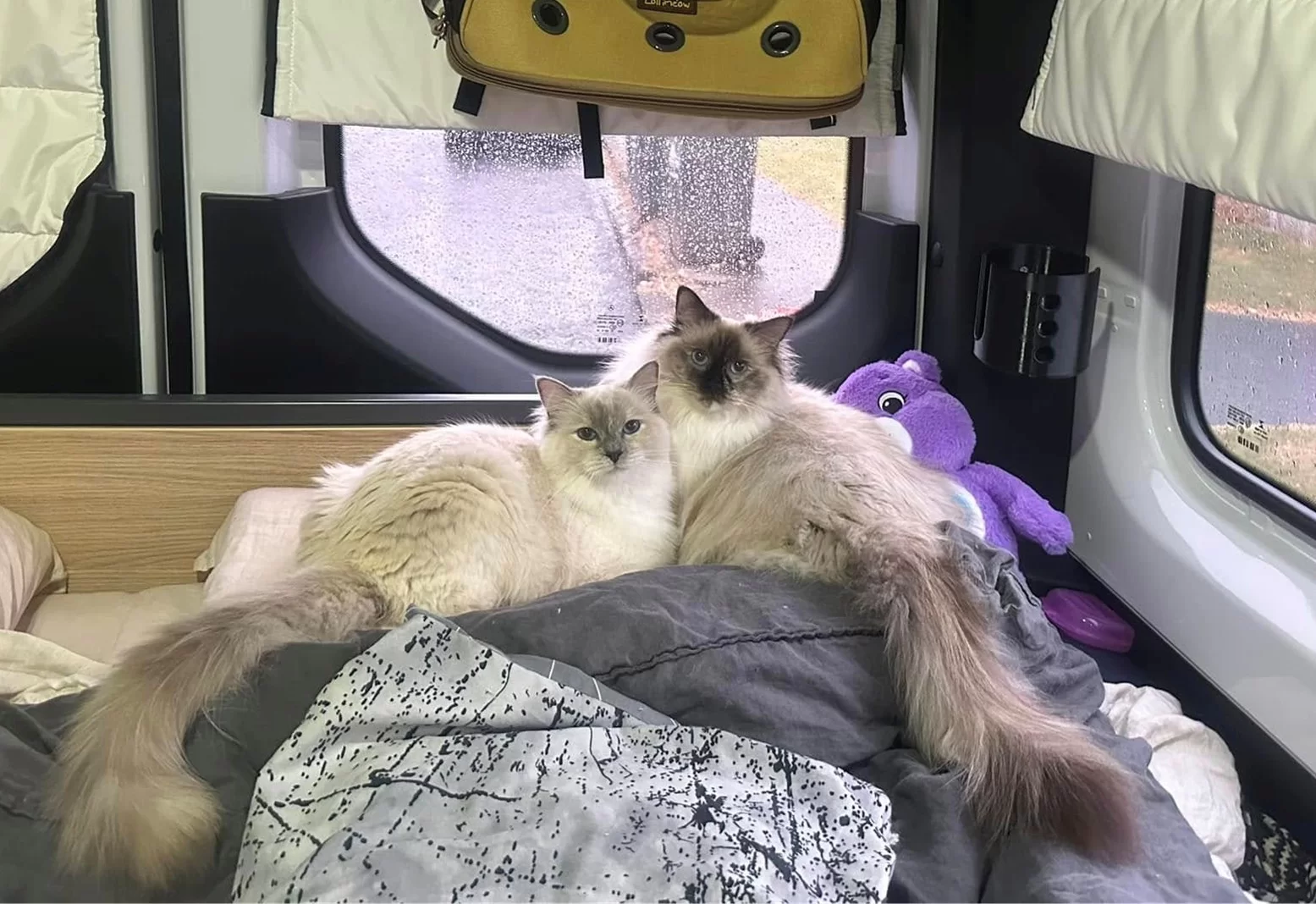 Ragroyalty Princess Stormi & Ragroyalty My Little Honey Pot